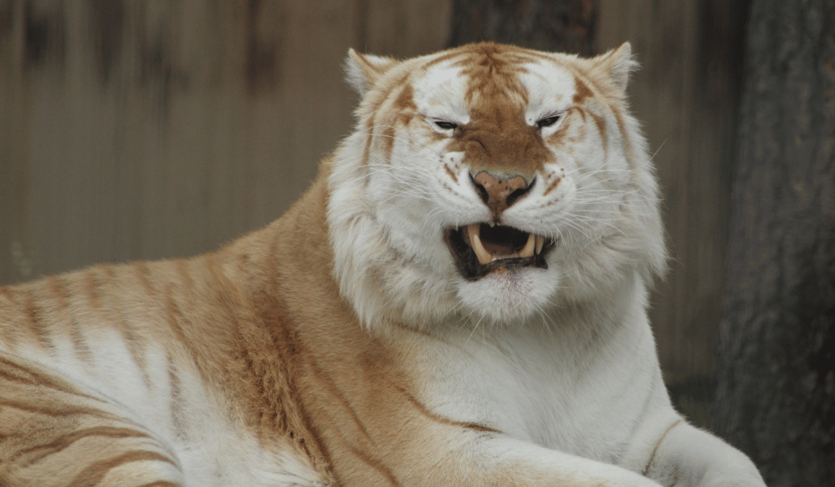 Patronus, an American golden tabby tiger residing at Black Pine Animal Sanctuary.