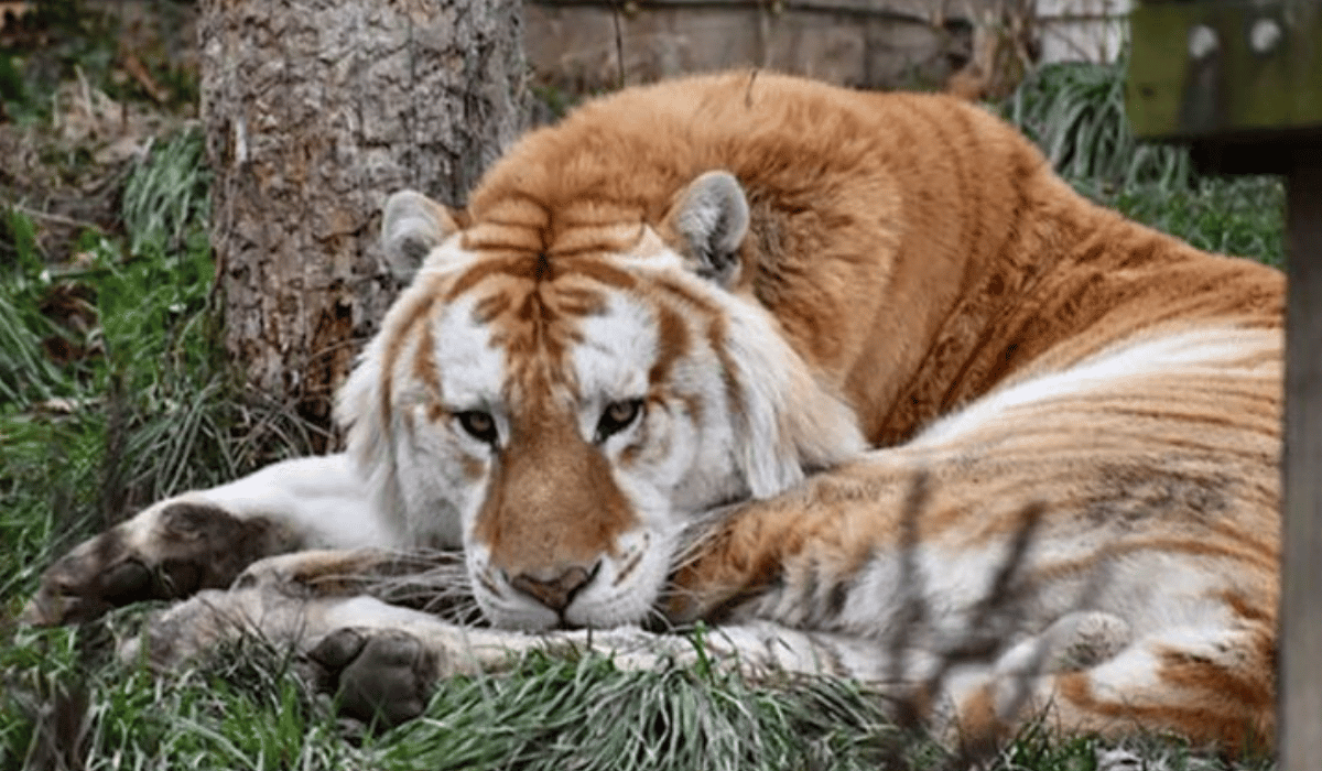 Patronus, an American golden tabby tiger residing at Black Pine Animal Sanctuary.