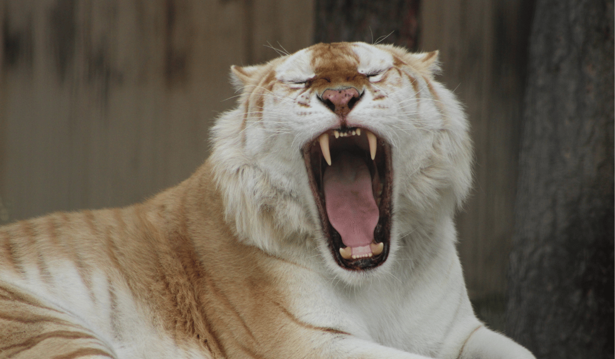 Patronus, an American golden tabby tiger residing at Black Pine Animal Sanctuary.