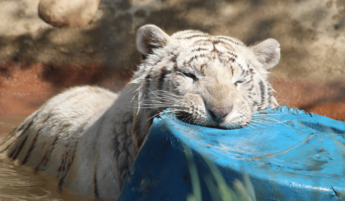 Prince, a Bengal tiger residing at Black Pine Animal Sanctuary.