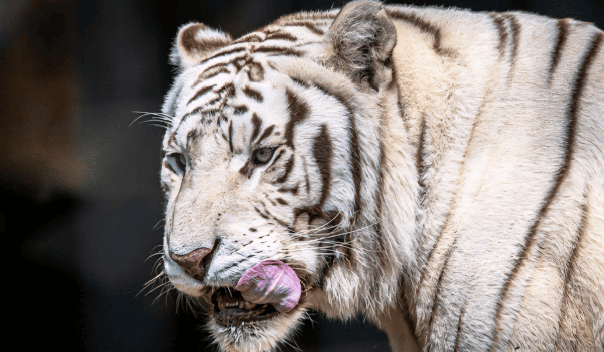 Prince, a Bengal tiger residing at Black Pine Animal Sanctuary.