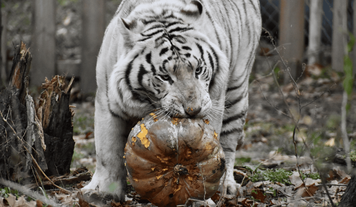 Prince, a Bengal tiger residing at Black Pine Animal Sanctuary.