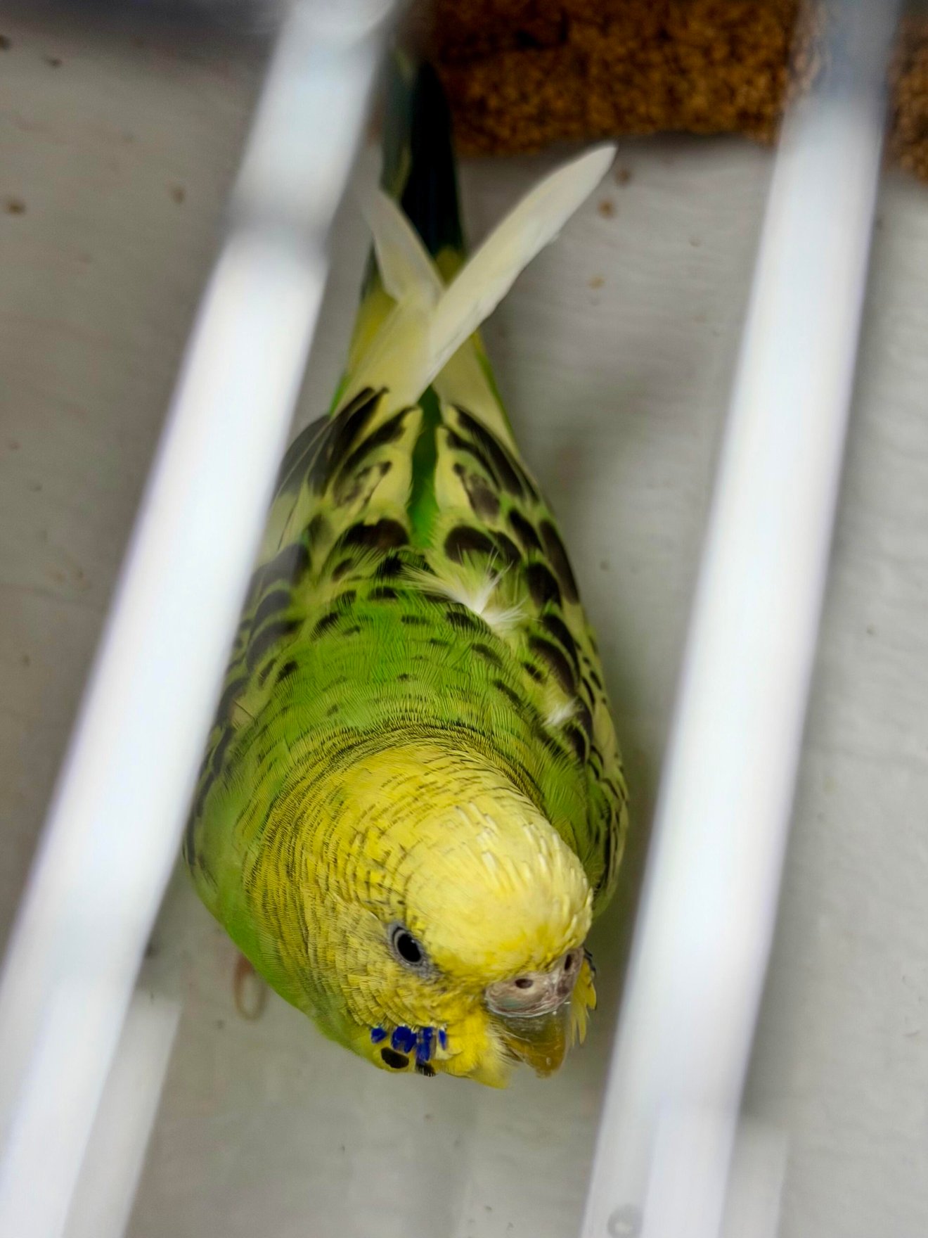 Mei Mei the parakeet rescued.