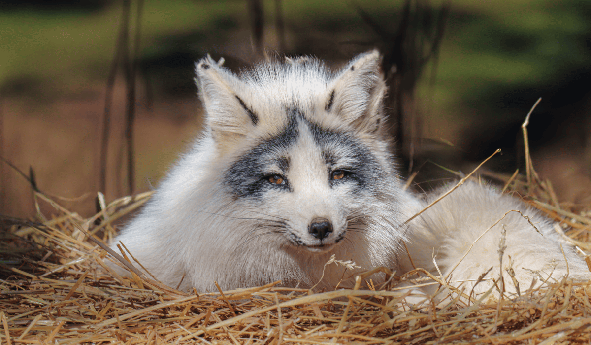 Aphrodite, a fox at Black Pine Animal Sanctuary.