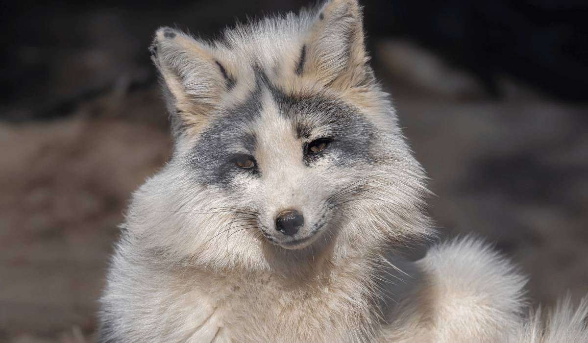 Aphrodite, a fox at Black Pine Animal Sanctuary.