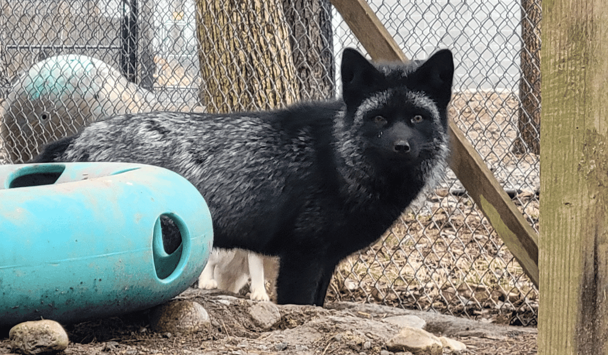Athena, a fox at Black Pine Animal Sanctuary.