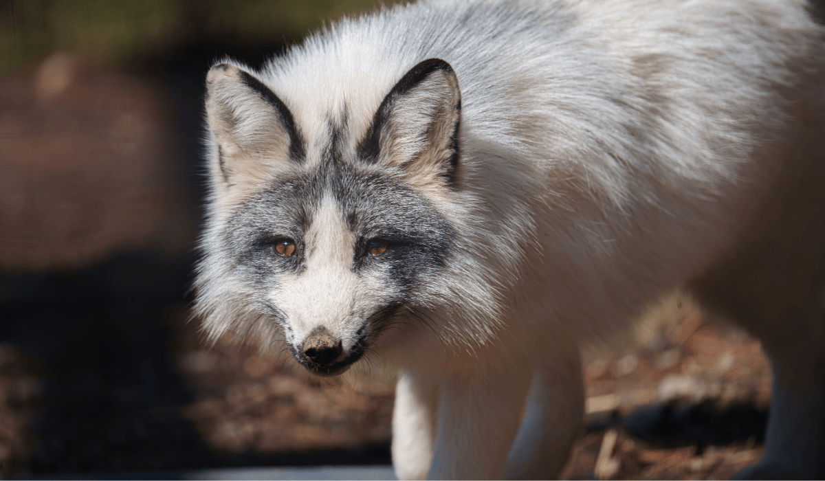 Calliope, a fox at Black Pine Animal Sanctuary.