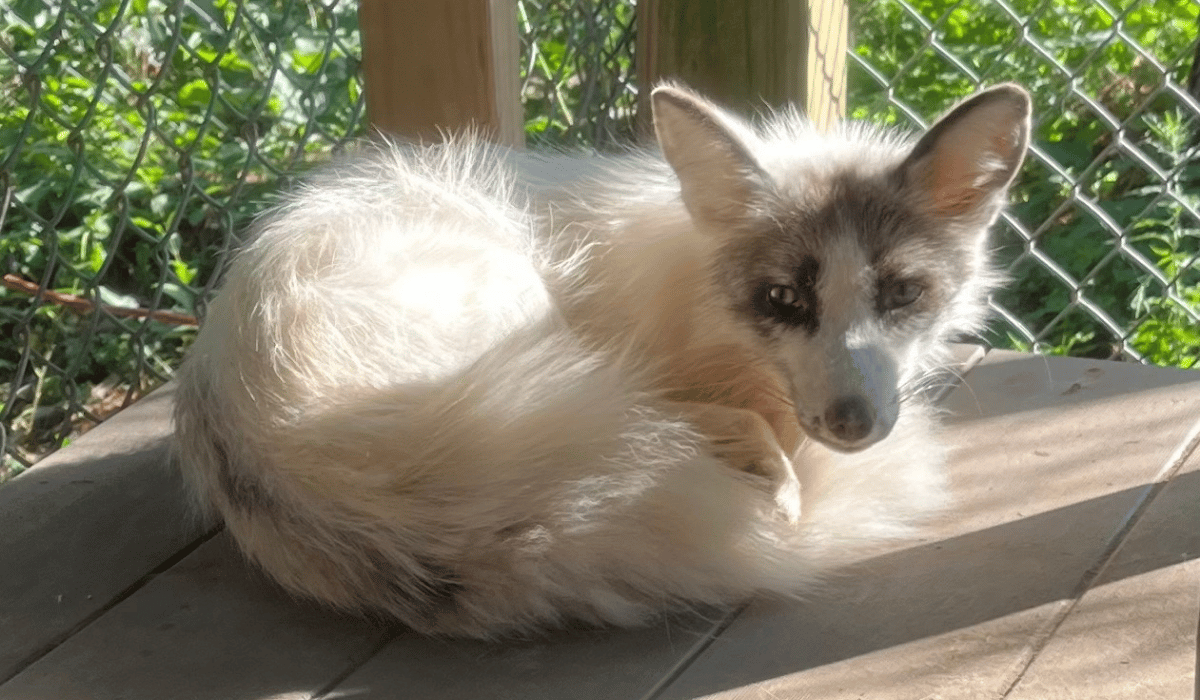 Freya, a fox at Black Pine Animal Sanctuary.