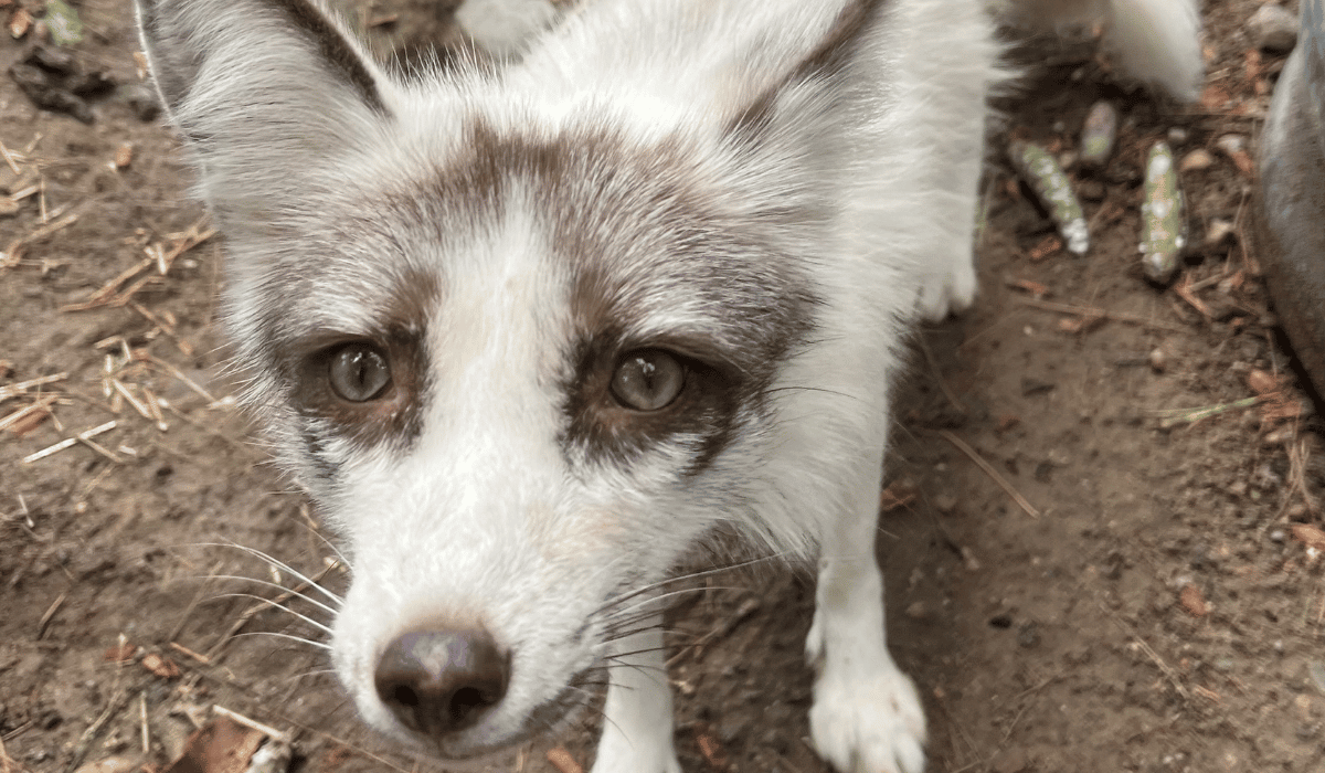 Freya, a fox at Black Pine Animal Sanctuary.