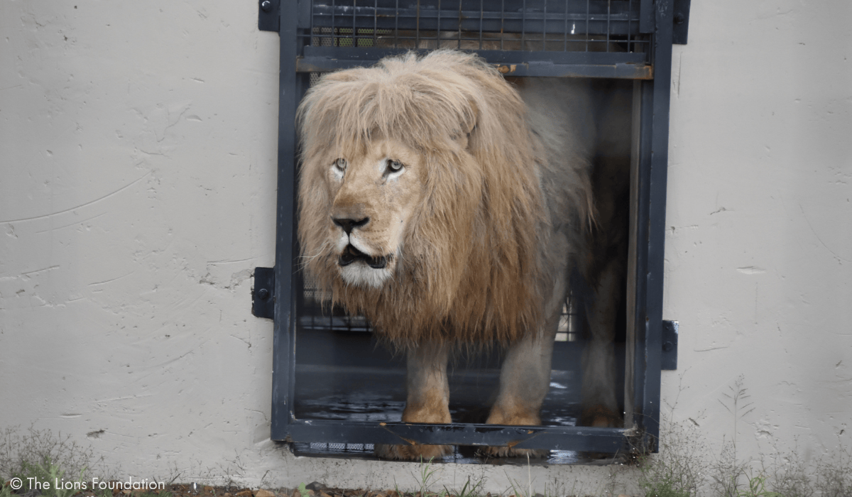 Mannie the lion taking his first steps to freedom.