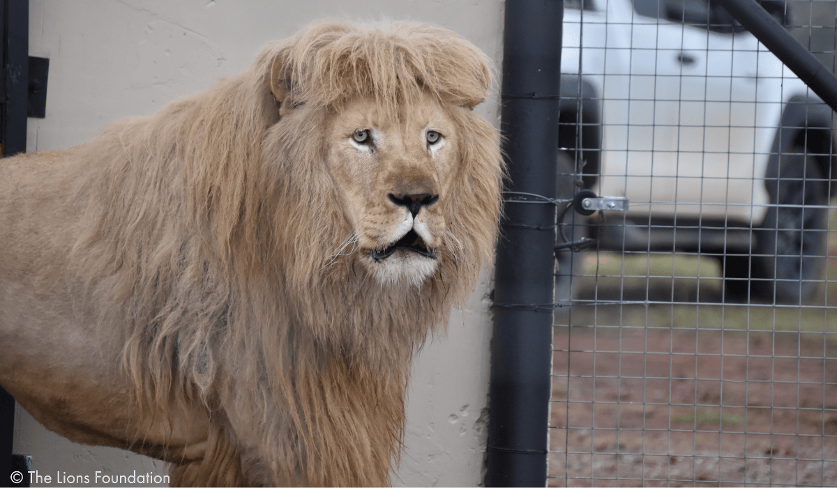 Mannie the lion taking his first steps to freedom.