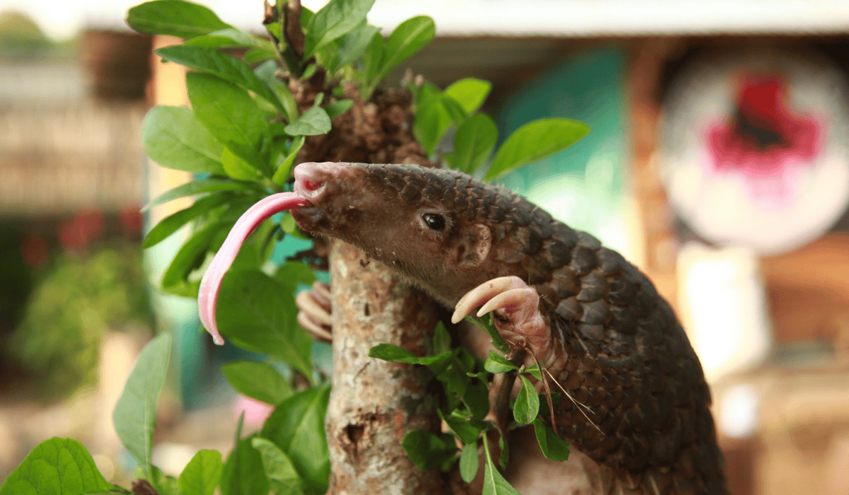 Amba the pangolin resting on a tree branch.