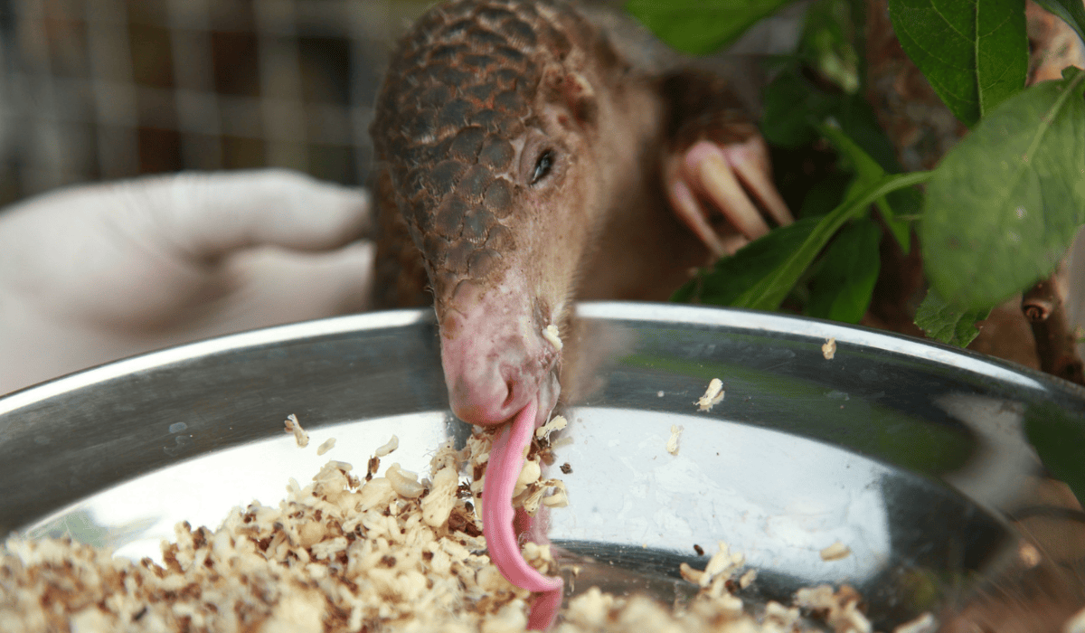 Amba the pangolin eating food from a bowl.