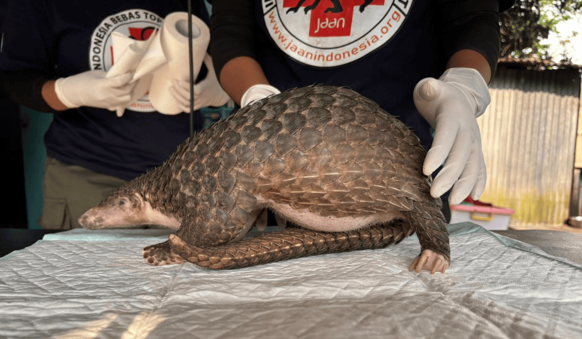 Amba the pangolin being rehabilitated.