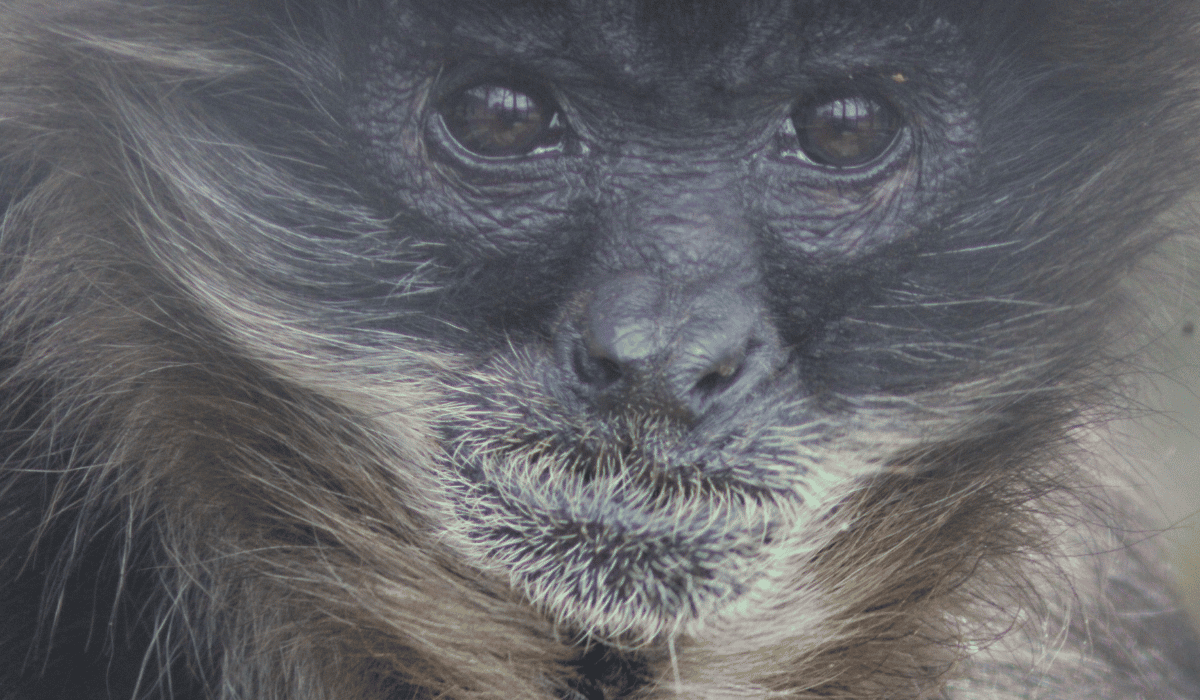 Goober, a spider monkey at Black Pine Animal Sanctuary.