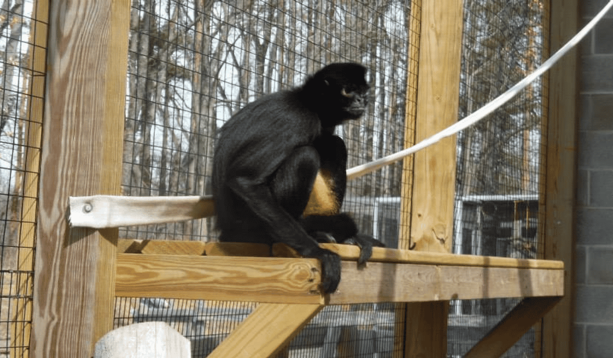 Lucy, a spider monkey at Black Pine Animal Sanctuary.