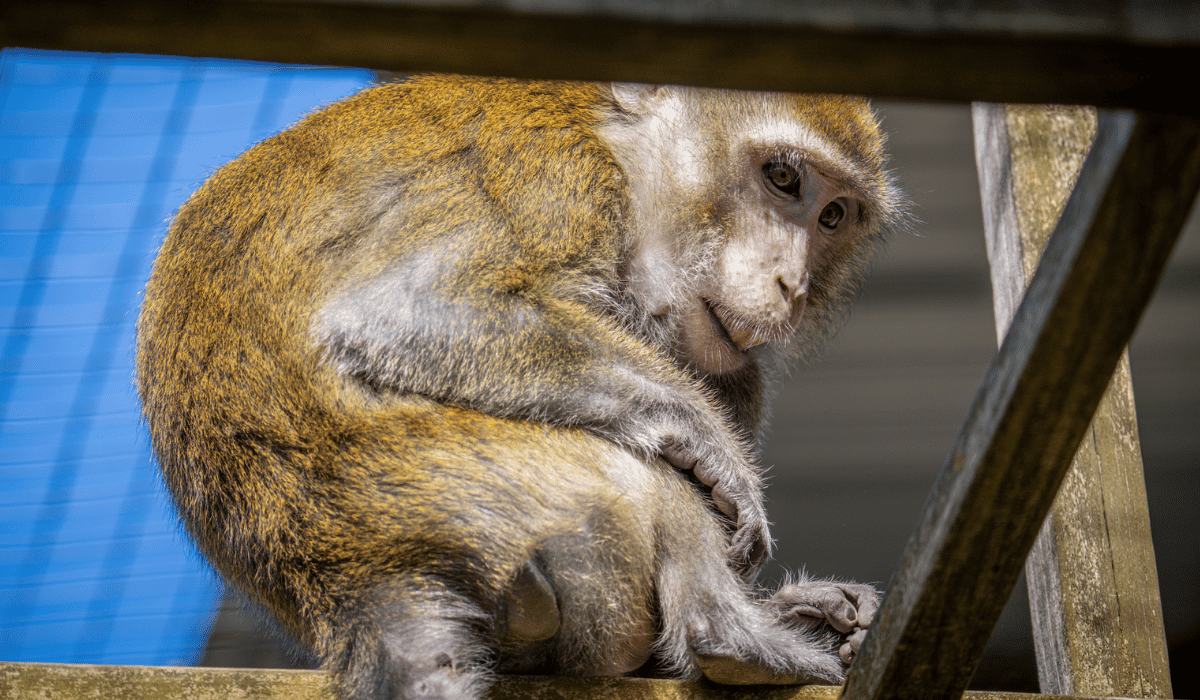 Myles, a macaque living at Black Pine Animal Sanctuary.