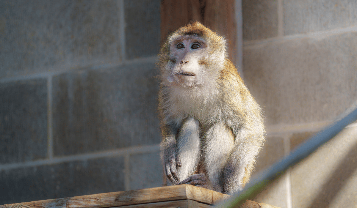 Myles, a macaque living at Black Pine Animal Sanctuary.