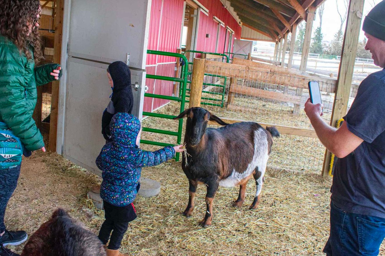 Gelato eats from the hand of a sanctuary visitor.