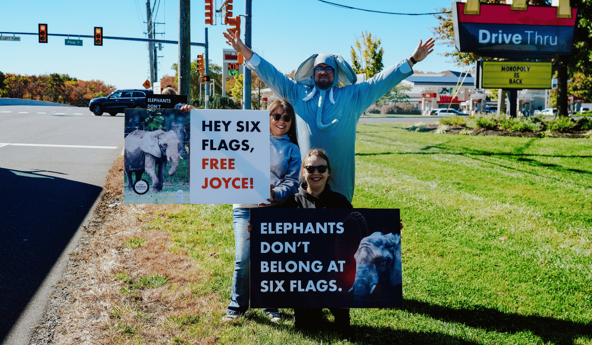 Protestors at our protest to free Joyce the elephant, outside of Six Flags.
