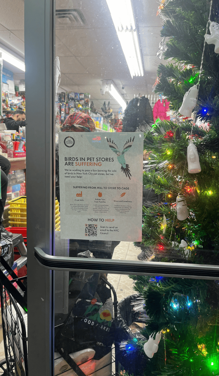 A flyer about our NYC bird sale ban initiatives hanging on a pet store door.