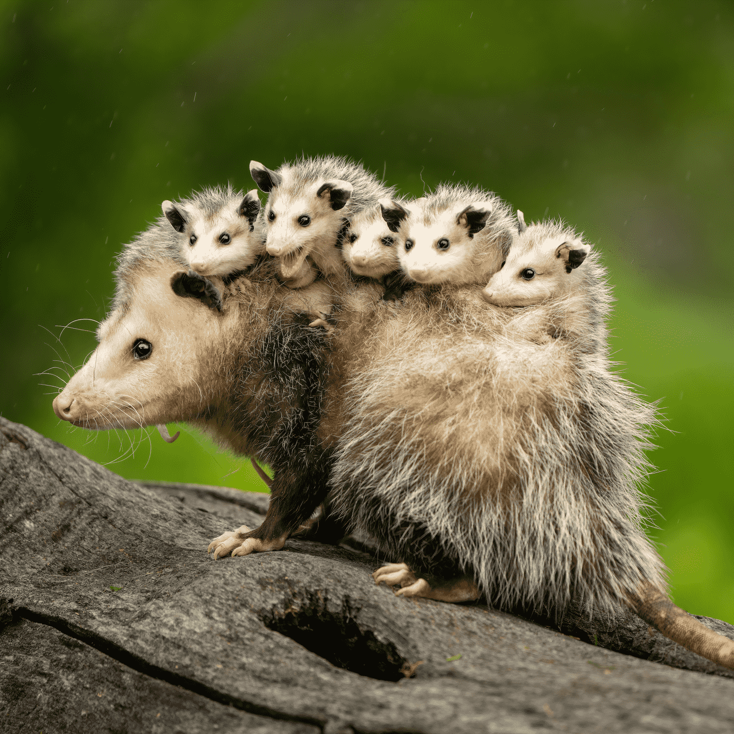 12 Facts About Opossums: America’s Only Marsupial