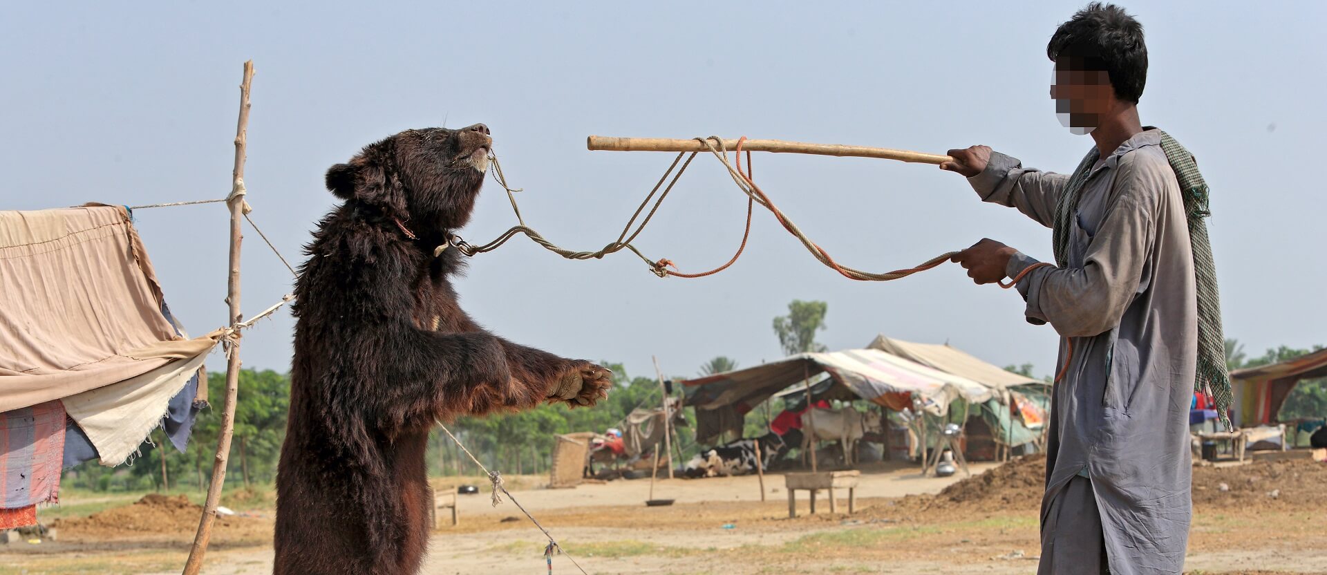 Bear dancing in Pakistan