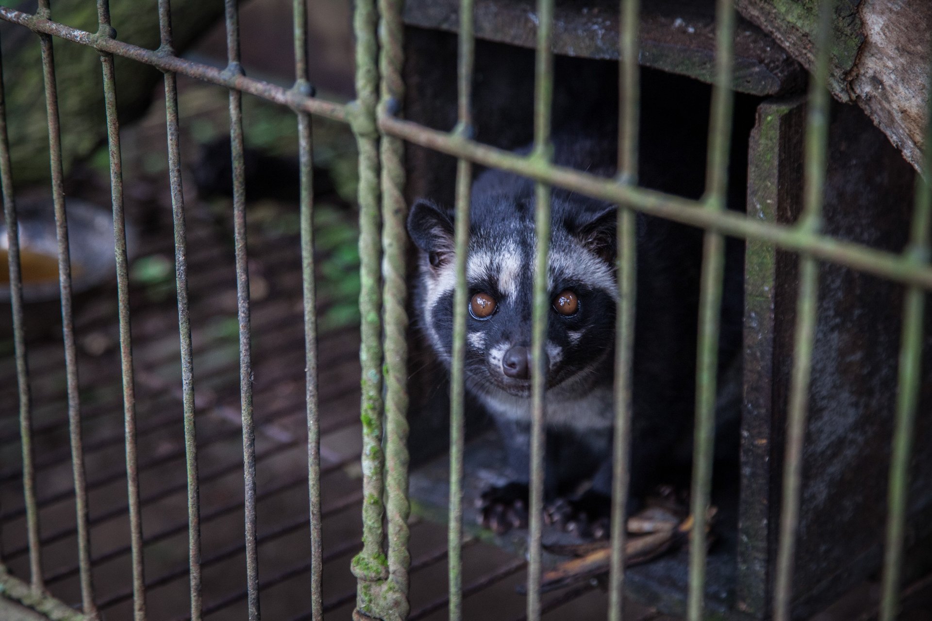 A caged civet cat at a Luwak coffee farm in Tampaksiring, Bali, Indonesia