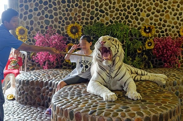 Tourists pose for a selfie with a tiger.