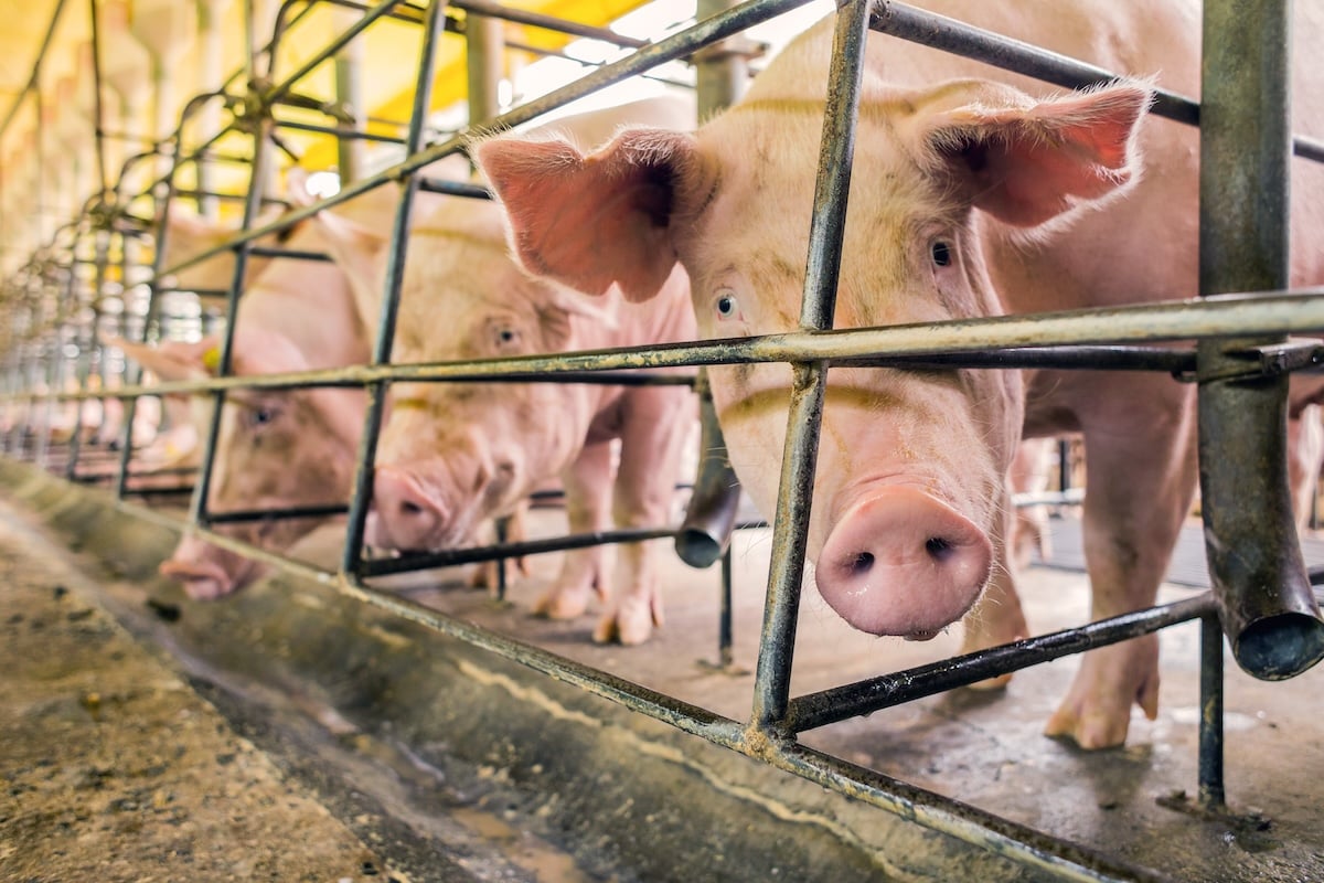 Pigs in a factory farm.