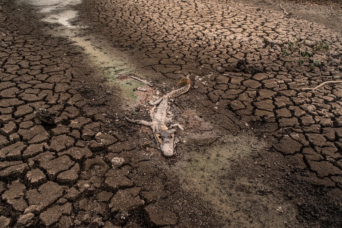 A dead alligator decomposes in a dried up river.