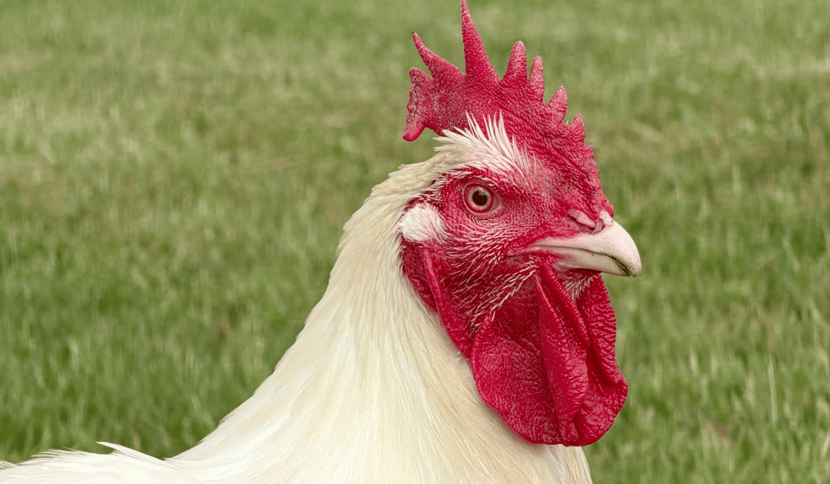 Dennis the chicken at Tamerlaine Sanctuary & Preserve.