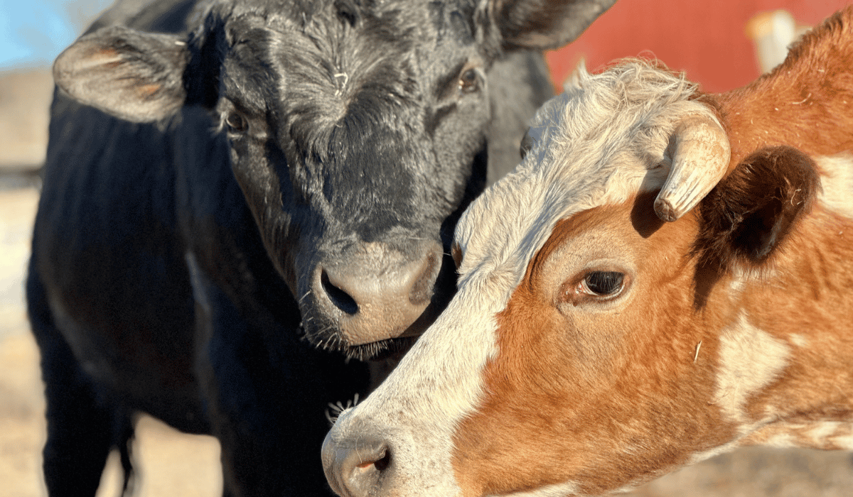 Cows Esteban and Arturo at Tamerlaine Sanctuary & Preserve.