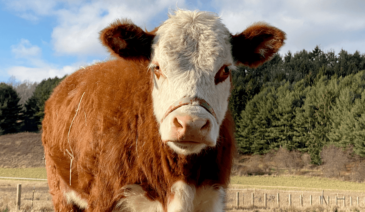 Harold the cow at Tamerlaine Sanctuary & Preserve.