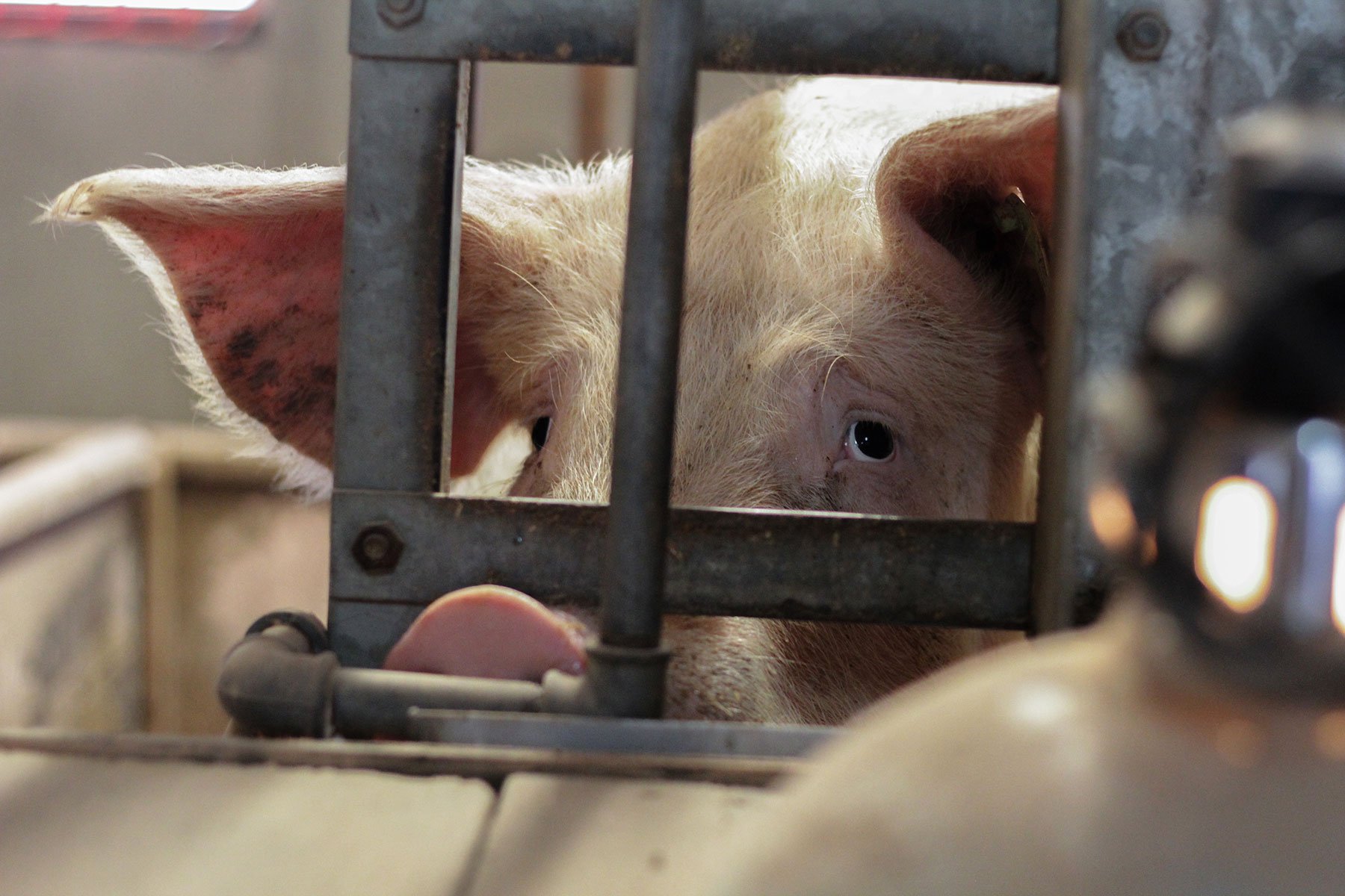 A sad-looking pig in a cage on a factory farm.