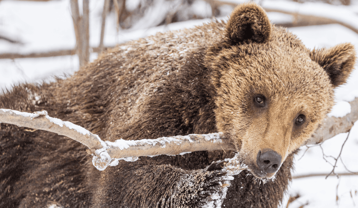 A bear lounging in the snow amongst a snowy tree branch.