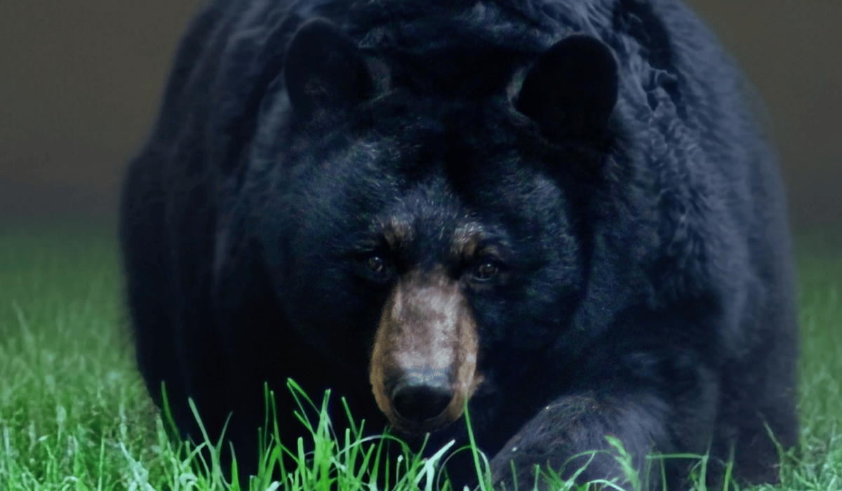 Ben, a bear at Black Pine Animal Sanctuary.