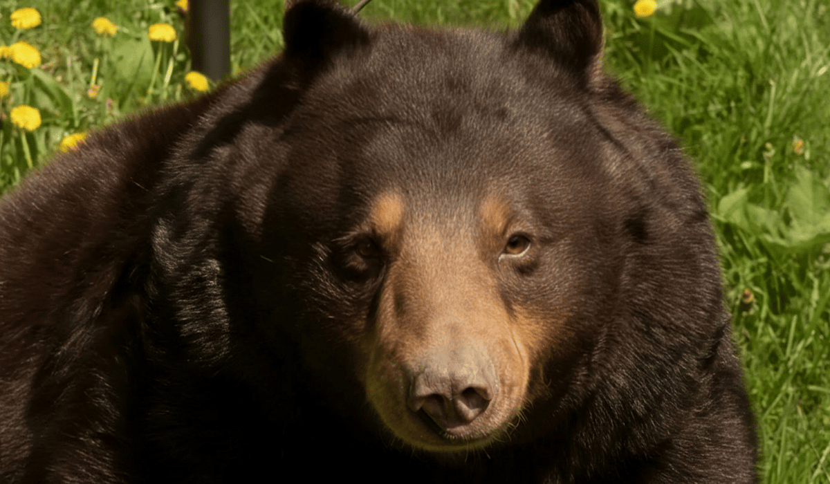 Cinny, a bear at Black Pine Animal Sanctuary.