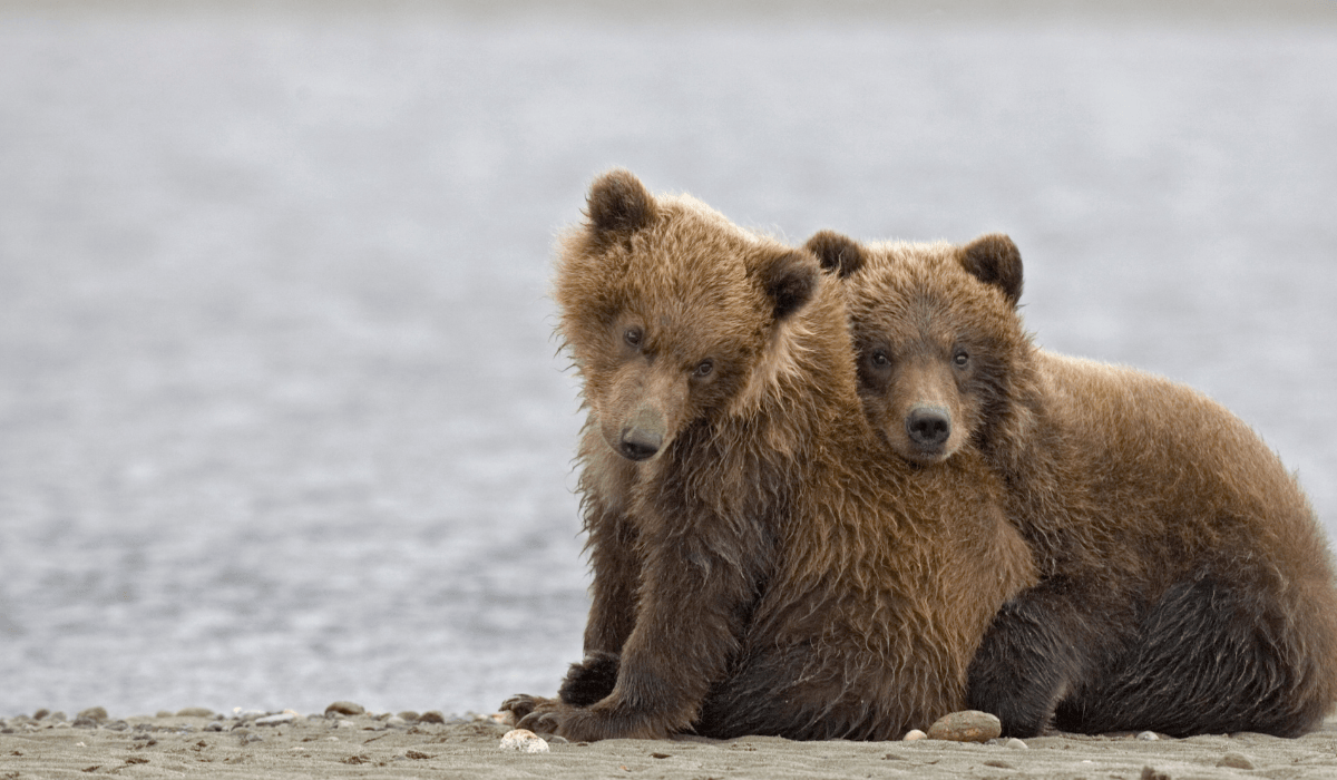 Two bear cubs snuggling near a body of water.
