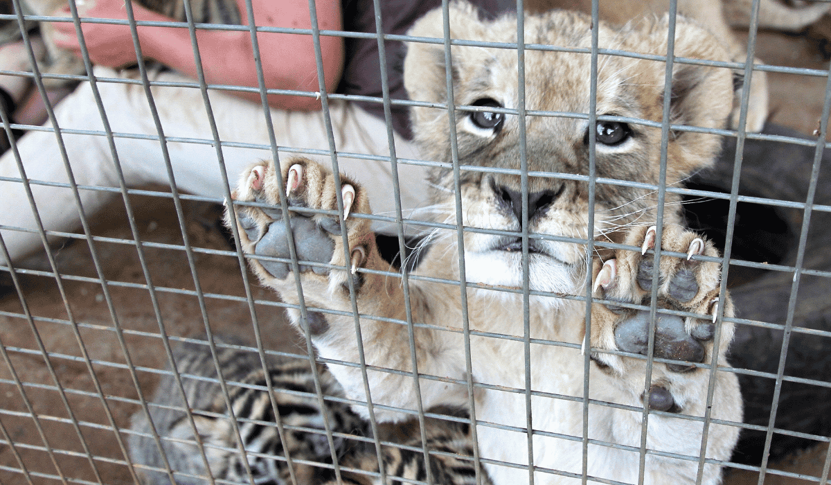 A baby lion cub in a cage with their arms on the wall looking at the camera.