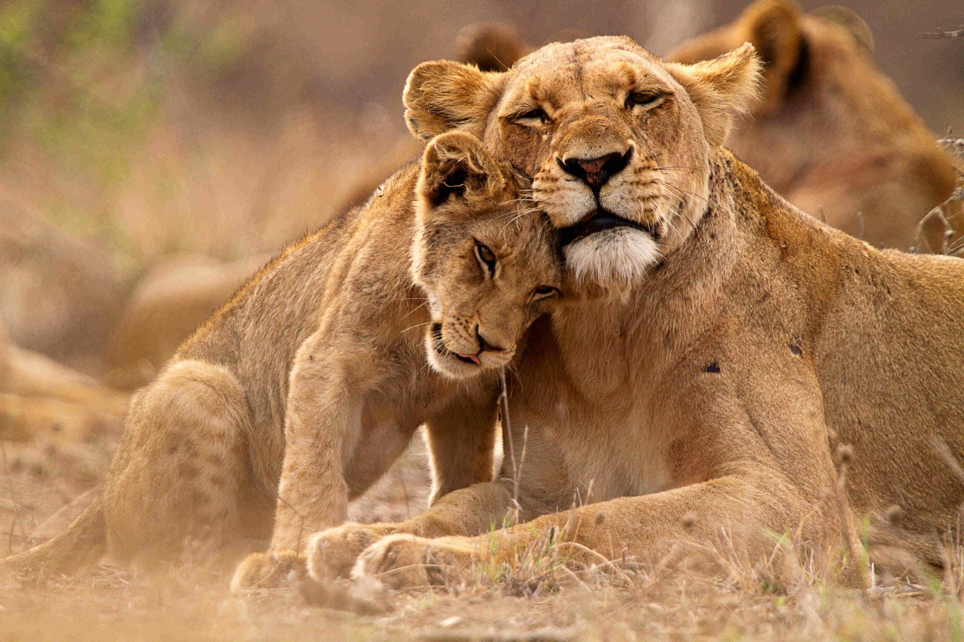 A mother female lion and her cub snuggling together in the wild.
