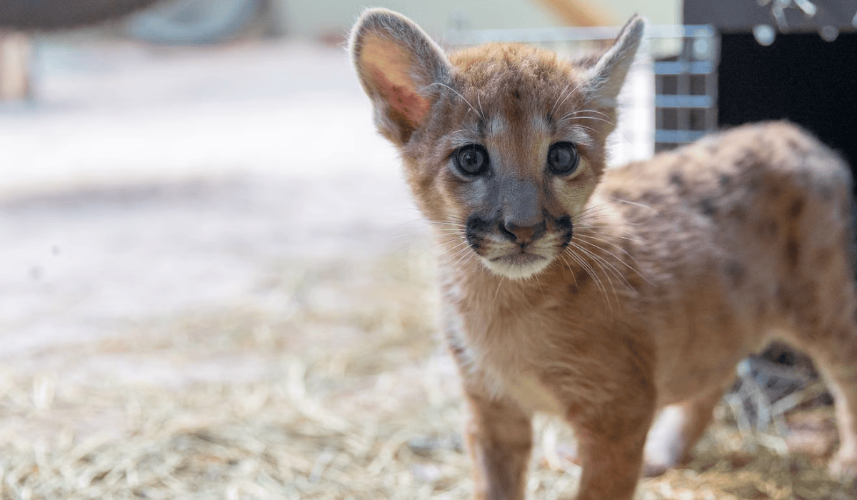 Alfa the puma as a cub.