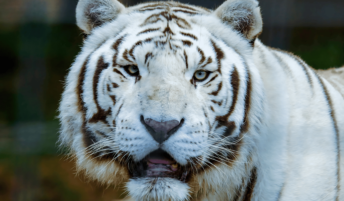 Prince, a Bengal tiger residing at Black Pine Animal Sanctuary.