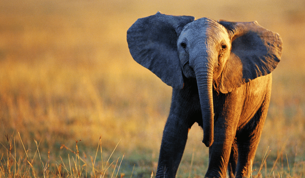 A baby elephant calf in the grasslands.