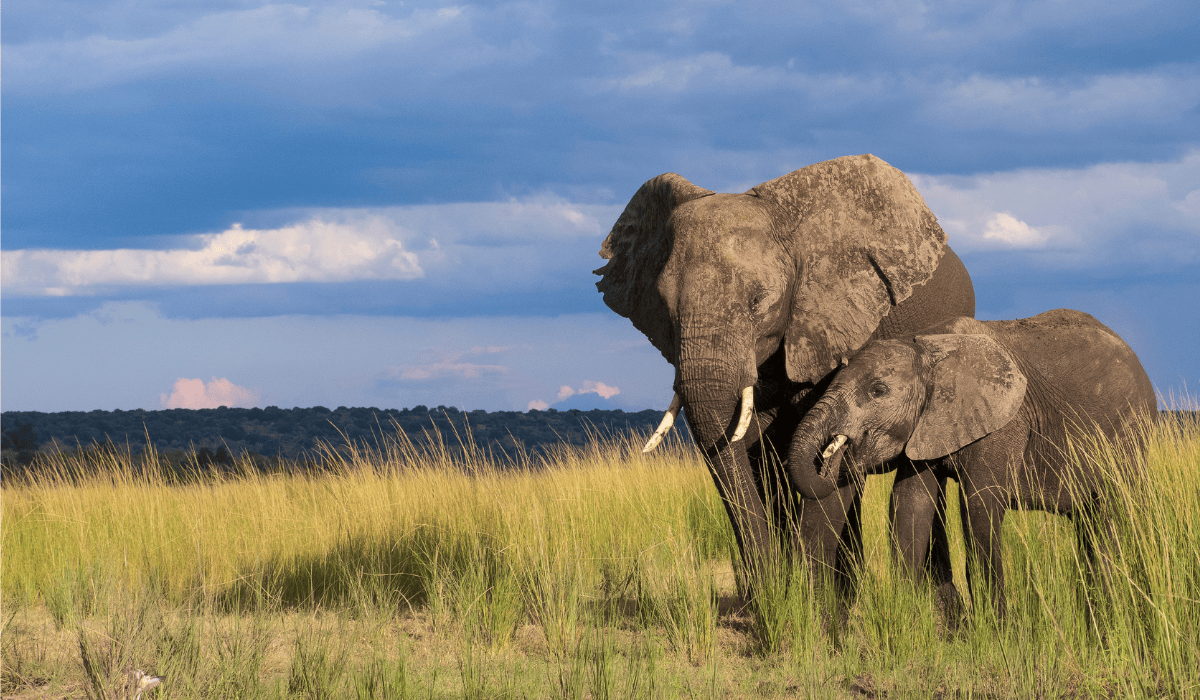 Two African elephants nuzzling each other in a savannah.