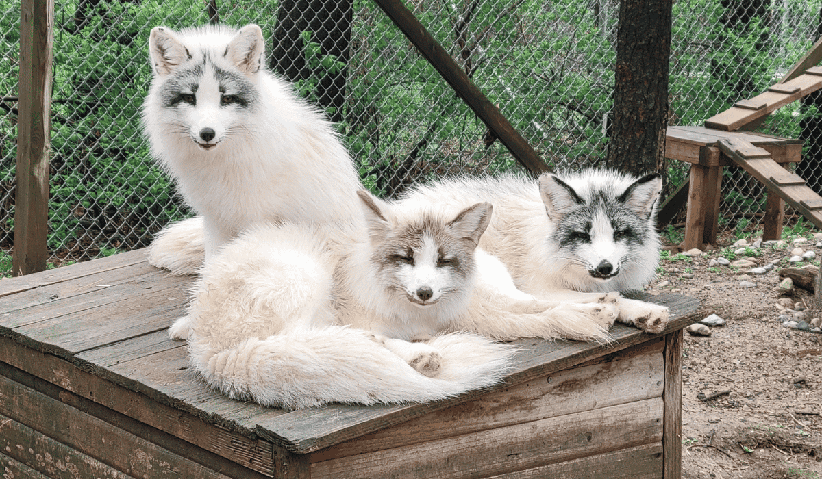Foxes Aphrodite, Calliope, Freya, & Athena at Black Pine Animal Sanctuary.