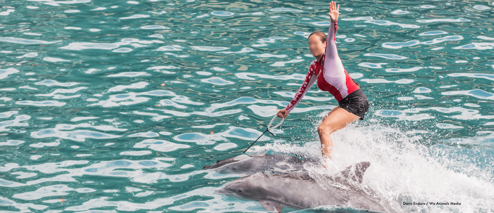 A trainer at MSQ riding dolphins