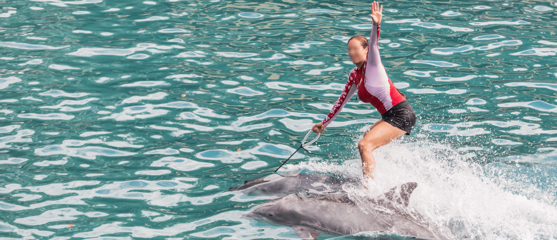Dolphin trainer at MSQ riding dolphins.