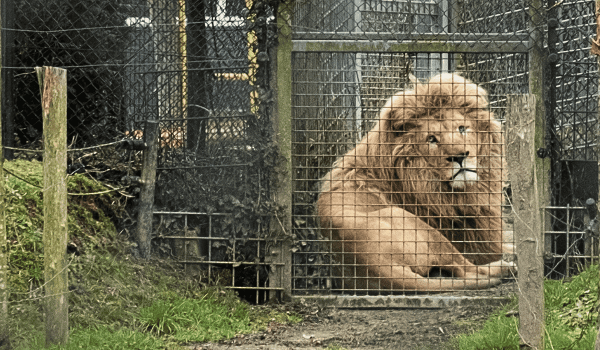 Mannie the lion.