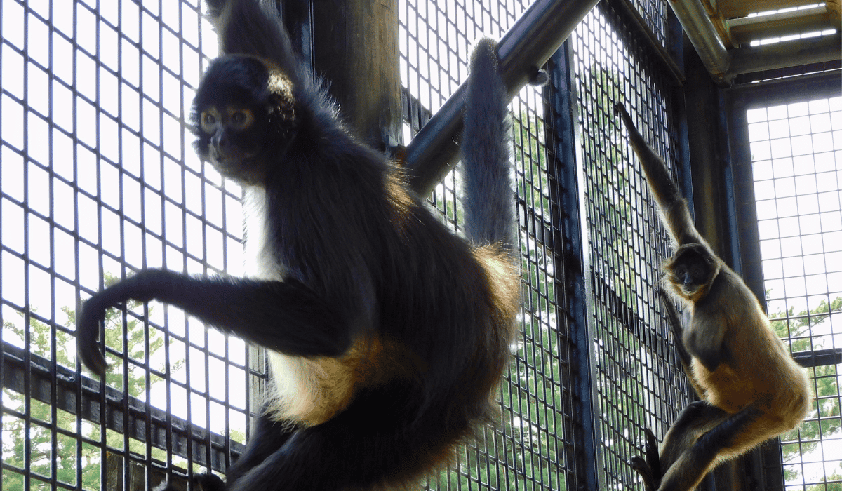 Lucy and Goober, two monkeys living at Black Pine Animal Sanctuary.